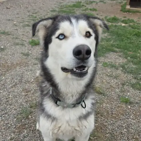 Koda