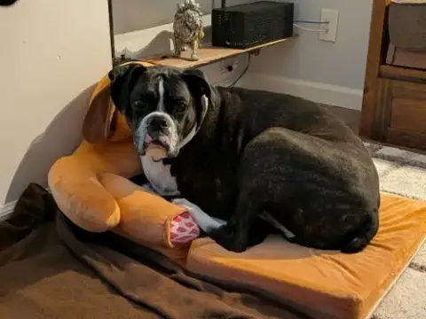 Cody *Adoption Pending* photo 2