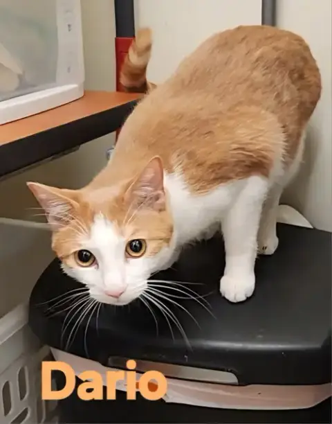 Dario
