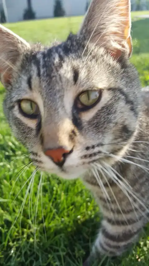 My Purrrrrfect Partner photo 4