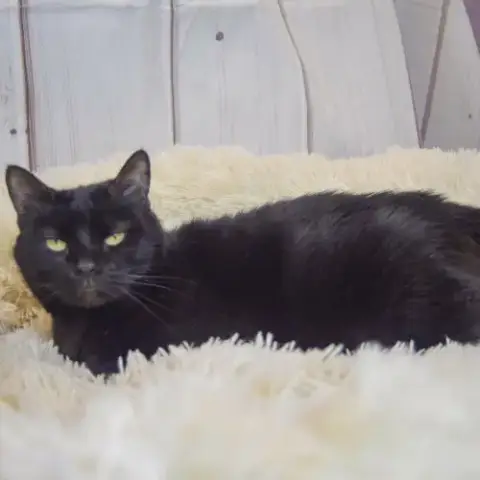 Luna photo 4
