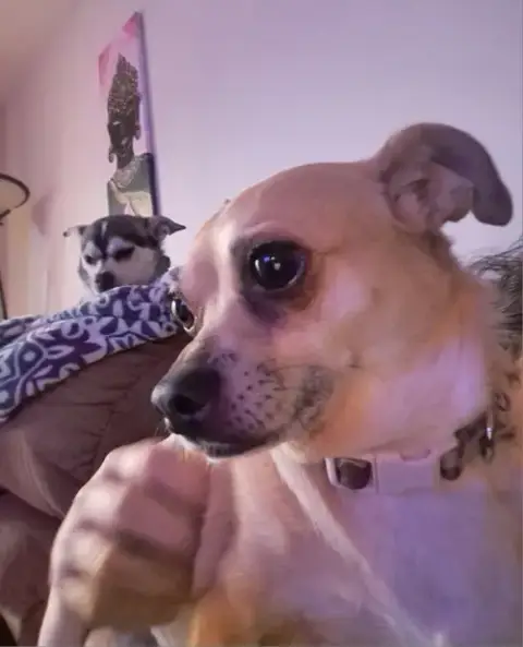 Bea