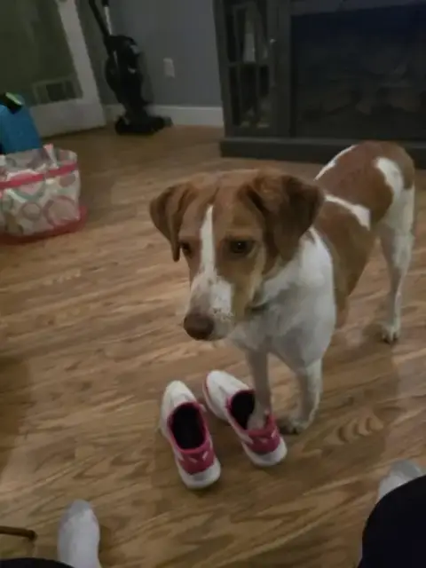 Pa/(Pending Adoption) Molly photo 3