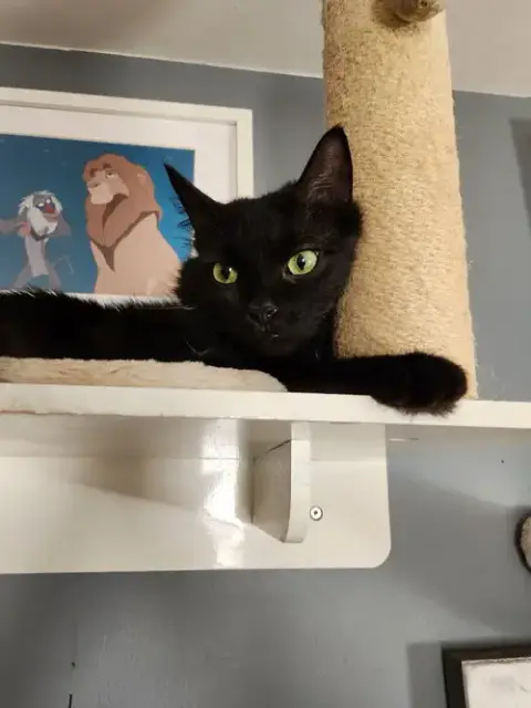 Belladonna
