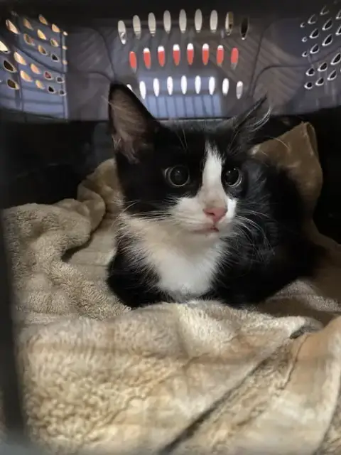 Figaro photo 4