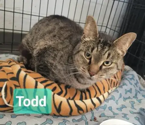 Todd photo 2
