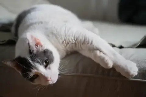 Kitkat photo 3
