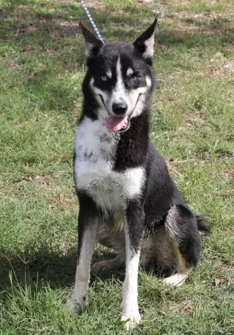 Ryker photo 4