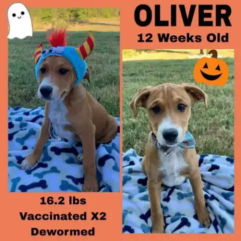 CindyâS Litter