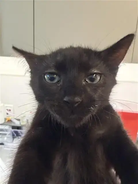 Coco Cola