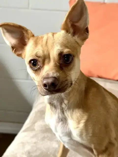 Pebbles