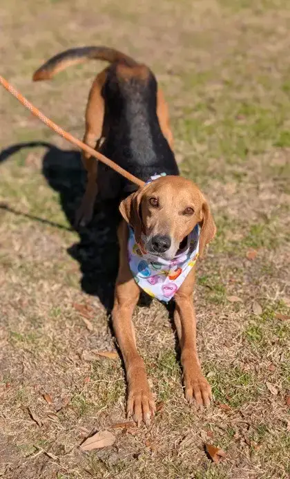 Towser- Handsome Hound photo 4