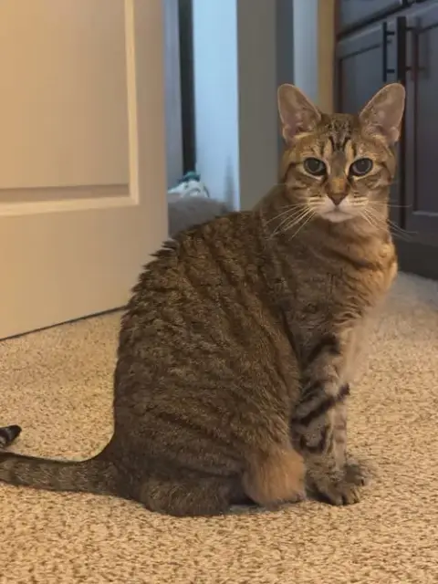 Remi