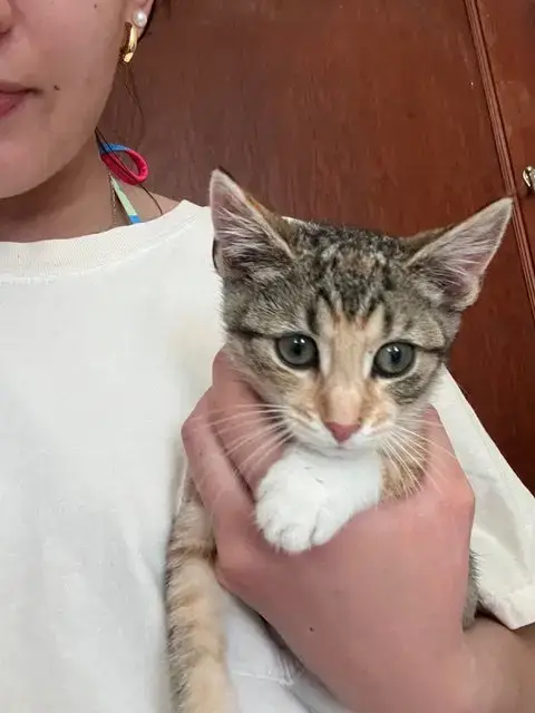 Jax Kitten