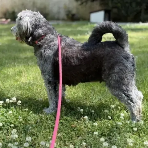 Stella photo 2