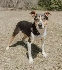 Daisey