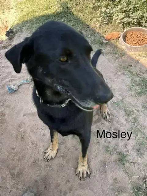 Mosely photo 4