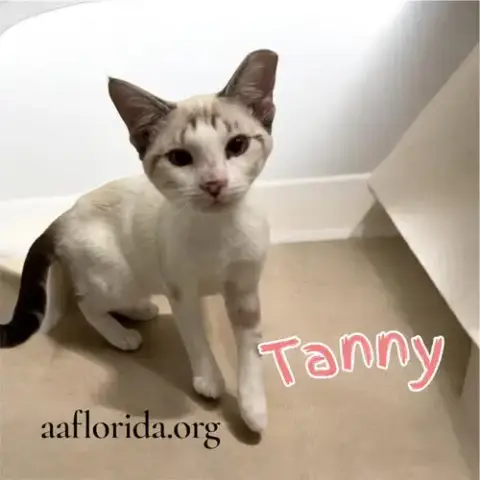 Tanny
