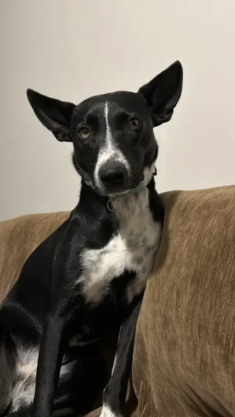 Spooky- Big Ear Energy photo 3