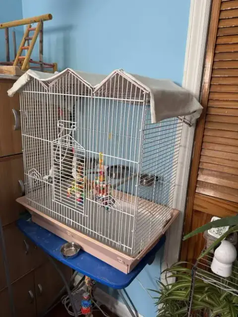 Peeko photo 4