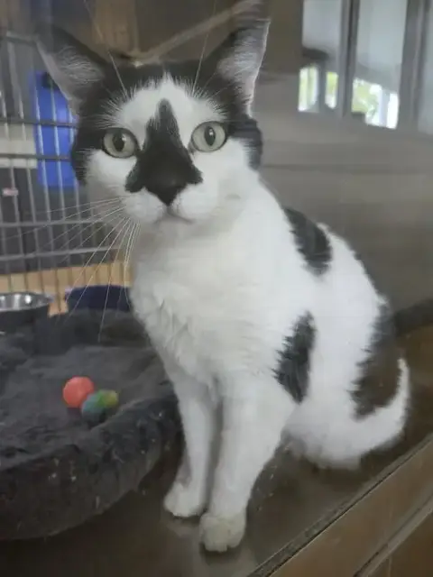 Oreo