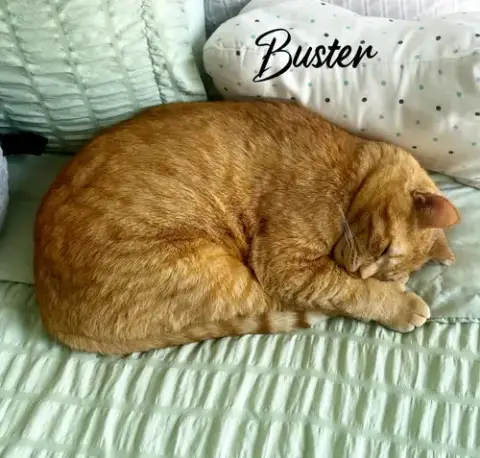 Buster photo 4