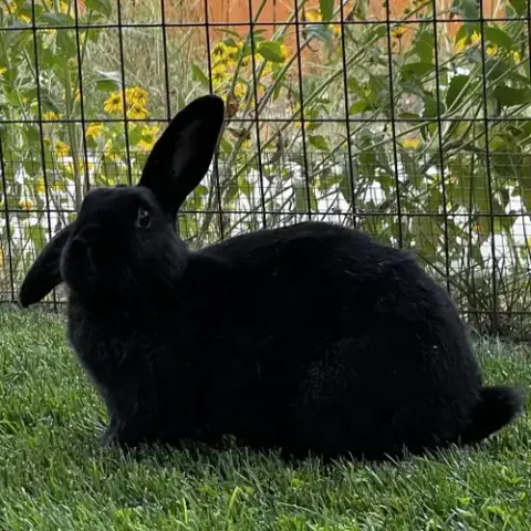 Lady Bunny photo 3