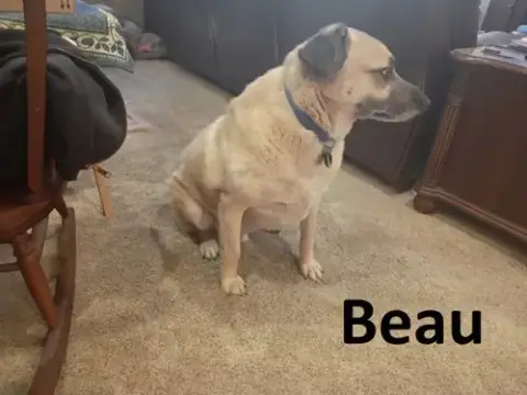 Beau photo 4