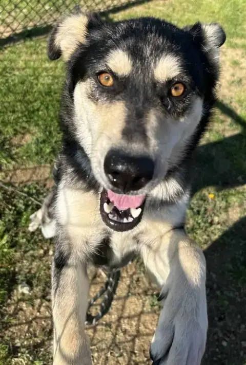 Stella photo 3