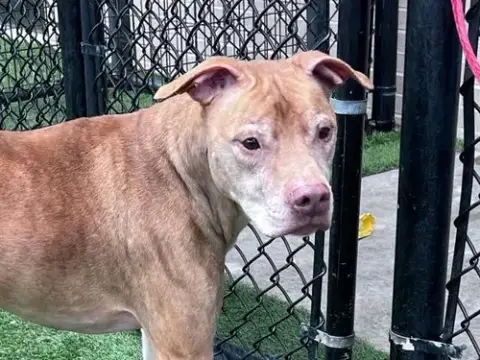 Tyson