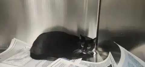 Bart