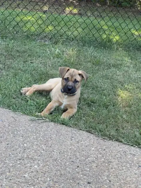 Nova photo 2