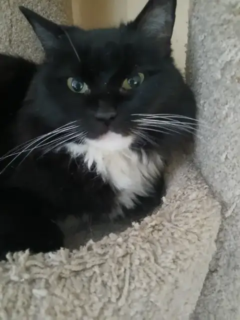 Senior Cats photo 3