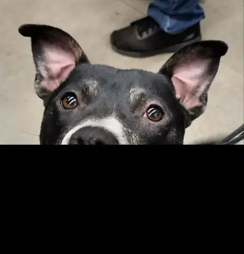 Lincoln *Adopt Or Foster* photo 3