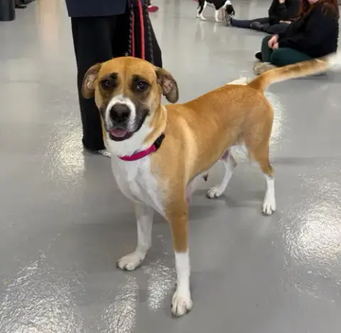 Hazel