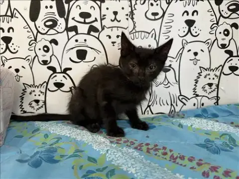 Linus