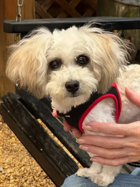 Matty * Adopt* photo 3