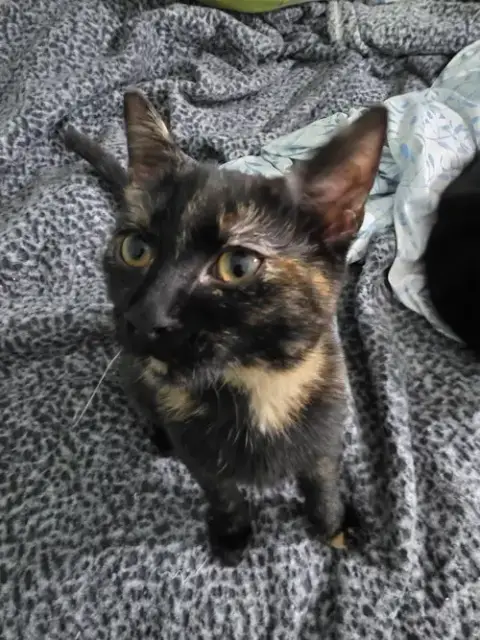 Minerva