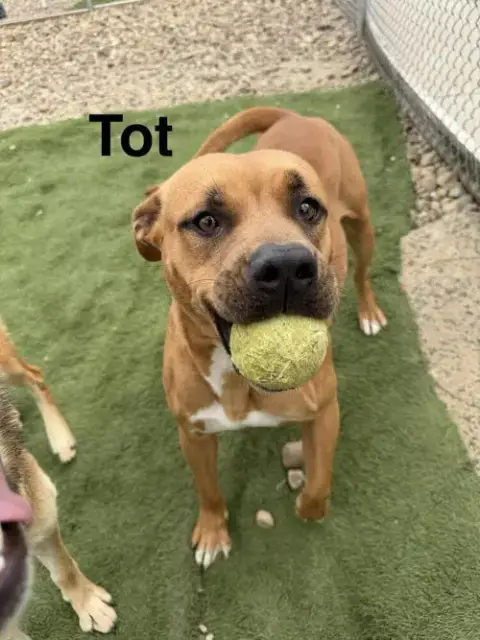 Tot photo 4