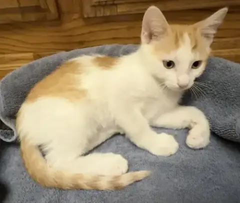 Archie