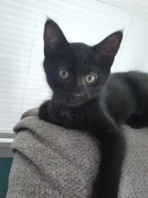 Snoop Catt *In Foster*