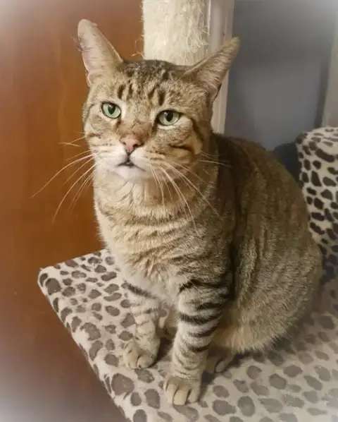 Catsanova
