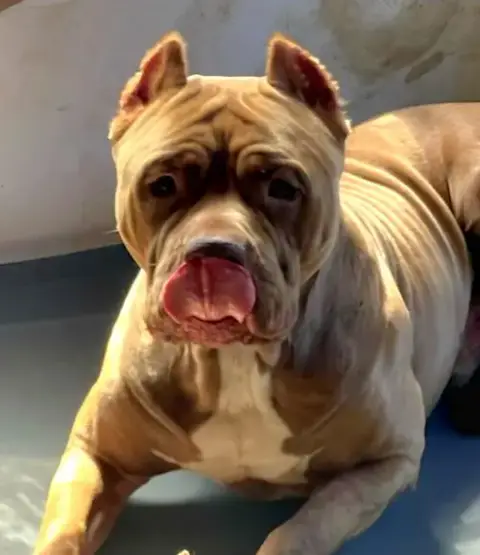 Brutus