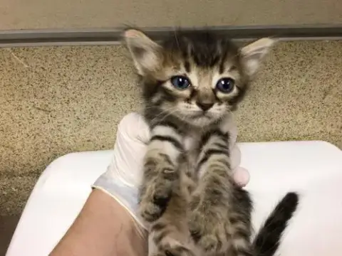 Leia
