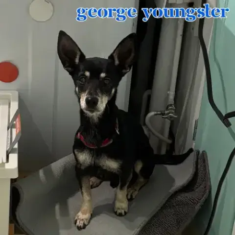 George Youngster photo 5