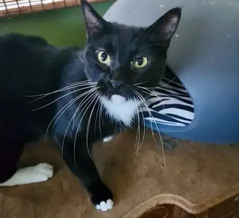 Kiki