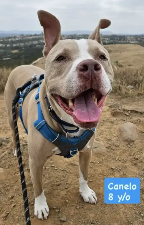 Canelo