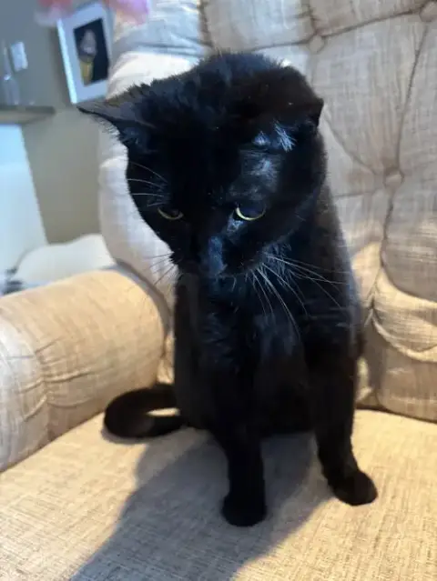 Lulu