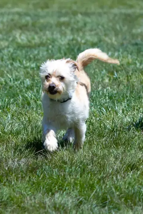 Benji In Ri photo 5