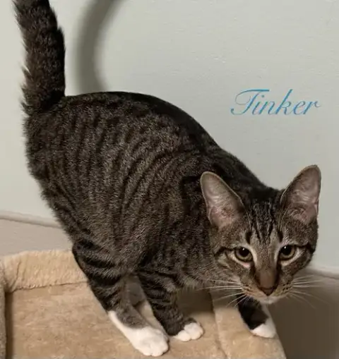 Tinker photo 2